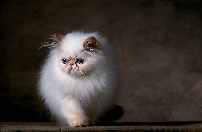 고양이, 사냥꾼, 아스파라거스. /SM에듀미디어