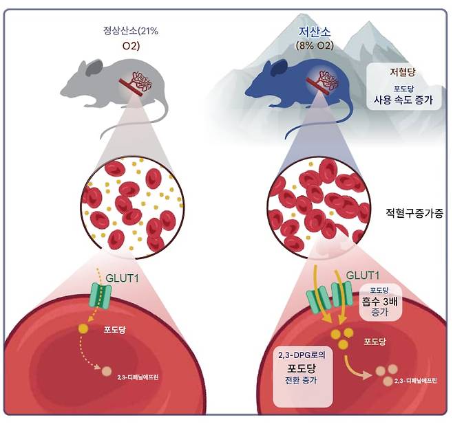 고산지대처럼 저산소 환경에서 사육한 생쥐는 적혈구를 많이 만들어 혈액 속 당분을 흡수한다. 덕분에 당뇨병을 예방한다./Cell Metabolism