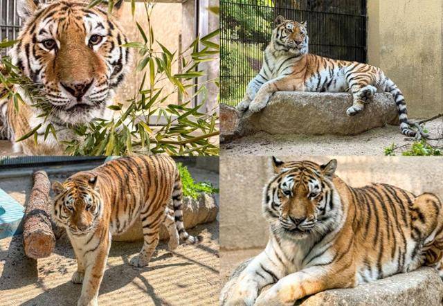 18일 세상을 떠난 것으로 알려진 서울대공원 시베리아호랑이 '미호'의 생전 모습. 서울대공원 제공