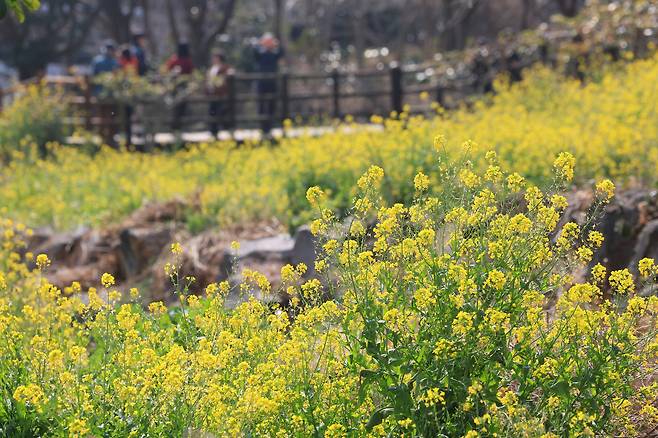 Rapeseed blossoms bloom in Seogwipo, Jeju Island, Friday. (Yonhap)