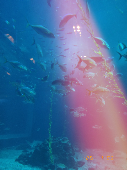 후지필름 X 하프 빛번짐 필터를 활용해 촬영한 사진. [박혜림 기자/rim@]