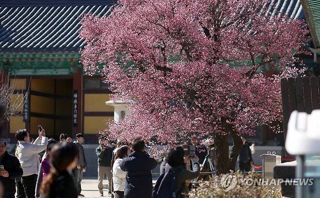 절기 우수인 19일 오후 경남 양산시 통도사에 홍매화가 활짝 펴 시선을 끌고 있다. 연합뉴스