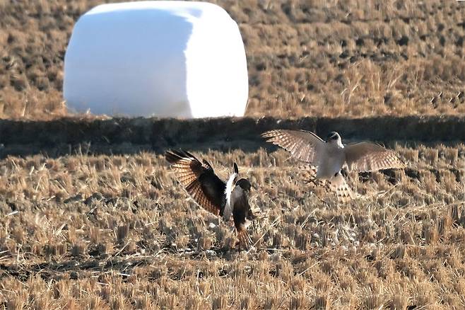 울산 울주군 온양들녘에서 천연기념물이자 멸종위기 야생생물 Ⅱ급인 참매와 말똥가리가 오리 한 마리를 두고 맞붙었다. 치열한 대치 끝에 말똥가리가 먼저 먹이를 차지했고, 이후 참매가 남은 먹이를 먹는 '교대 포식' 장면까지 관찰됐다. 사진 윤기득 시민생물학자(사진작가), 울산시
