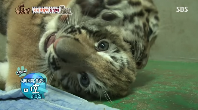 ‘TV 동물농장’에 출연한 새끼 호랑이 미호. SBS 유튜브 갈무리