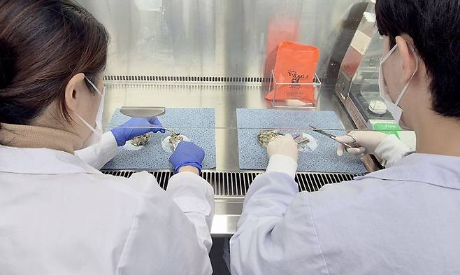 [서울=뉴시스] 흔히 더운 날씨에 식중독을 조심해야 한다고 생각하지만, 쌀쌀한 겨울철에도 조심해야 한다. 사진은 광주시보건환경연구원에서 생식용 굴의 노로바이러스 검사를 하는 모습. (사진=광주시보건환경연구원 제공). 2025.12.10. photo@newsis.com *재판매 및 DB 금지