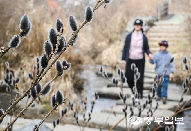 경기도 낮기온이 10도 이상 올라가며 포근한 날씨를 보인 22일 오후 수원시 영통구 여천 산책로에 피어난 봄의 전령 버들강아지가 봄의 시작을 알리고 있다. 임채운기자