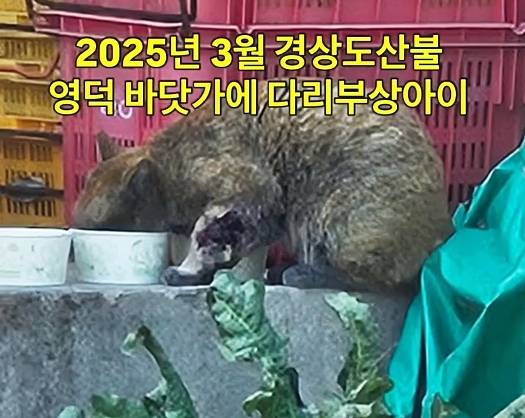 지난해 3월 경북 영덕 산불 현장에서 다리를 심하게 다친 채 발견된 관식이(디어레이 제공) ⓒ 뉴스1