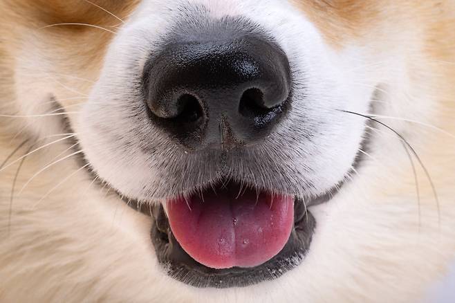 반려견에게 이미 생긴 치석은 스케일링이 필수이며, 관리 시에는 반드시 반려동물 전용 치약을 사용해야 한다. 사진=게티이미지뱅크.