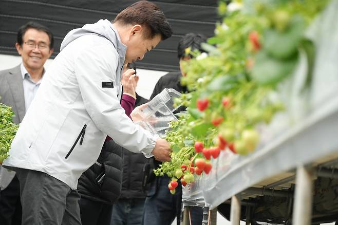 한경면 딸기 농가 방문한 오영훈 제주지사