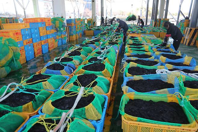 Fishermen sort laver after auctioning seaweed harvested from farms near the Nakdong River in Busan on Dec. 27, 2022. [YONHAP]