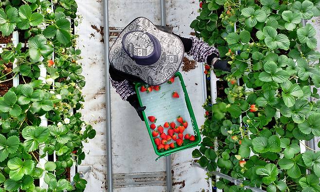 충남 서산 에스피아그리 딸기 스마트팜에서 직원들이 딸기를 수확하고 있다.