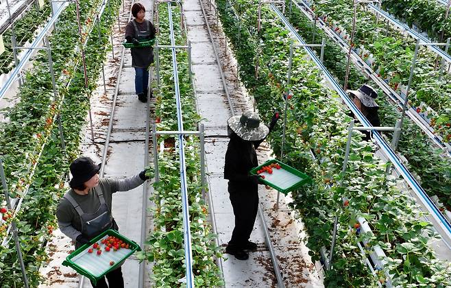충남 서산 에스피아그리 딸기 스마트팜에서 직원들이 딸기를 수확하고 있다.