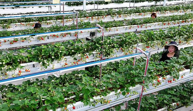 충남 서산 에스피아그리 딸기 스마트팜에서 직원들이 딸기를 수확하고 있다.