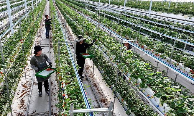 충남 서산 에스피아그리 딸기 스마트팜에서 직원들이 딸기를 수확하고 있다.