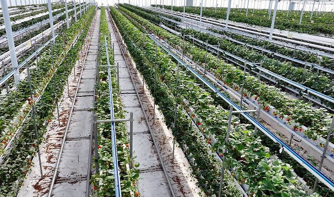 에스피아그리 스마트팜에서 딸기가 익어가고 있다.