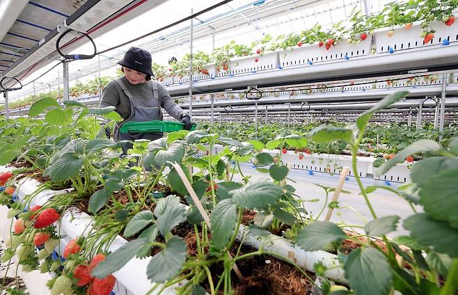 충남 서산 에스피아그리 딸기 스마트팜에서 한 직원이 딸기를 수확하고 있다.