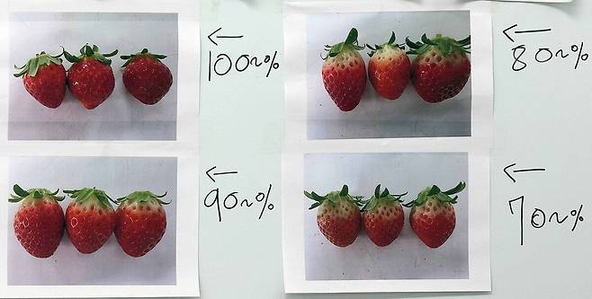 에스피아그리 스마트팜 칠판에 딸기 상태가 사진으로 걸려 있다.