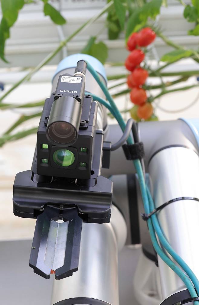 전북 김제 스마트팜 혁신밸리에서 크로프트의 수확 로봇이 운영되고 있다.