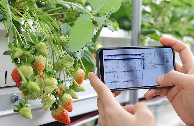 한 직원이 휴대폰으로 하우스 상태를 확인하고 있다. 스마트팜은 딸기 생육에 필요한 온도와 습도, 이산화탄소 농도, 일사량, 양액 공급까지 모든 환경 조건이 자동화 시스템을 통해 실시간으로 관리된다.