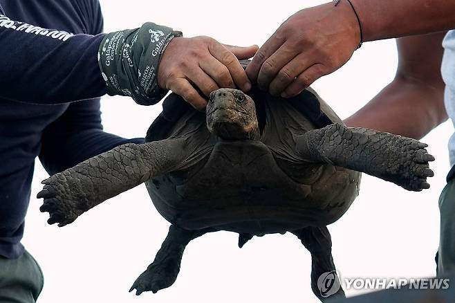 지난 19일(현지시간) 갈라파고스 제도 플로레아나섬에 방사되는 새끼 땅거북 [플로레아나섬 AP=연합뉴스. 재판매 및 DB 금지]