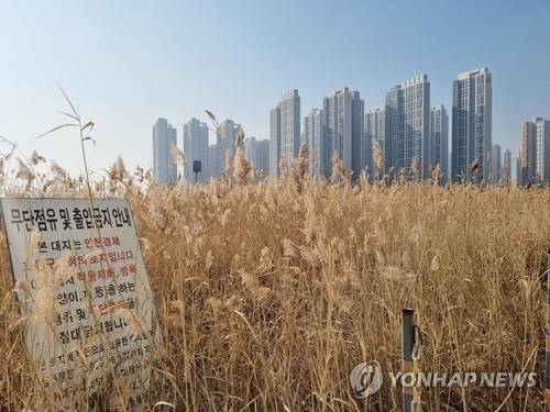 갈대숲 우거진 인천 송도국제도시 6·8공구 중심부 [연합뉴스 자료사진]