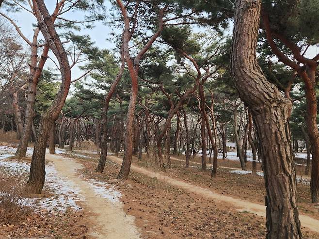 애국가 2절에 등장하는 "남산 위에 저 소나무"가 남산의 실제 풍경이다.