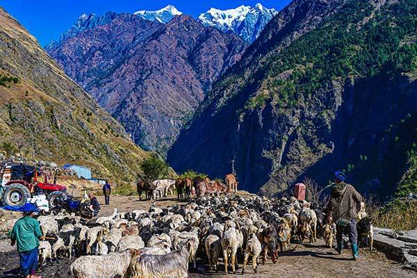 빵싱마을에서 풀을 뜯으러 나가는 염소들.