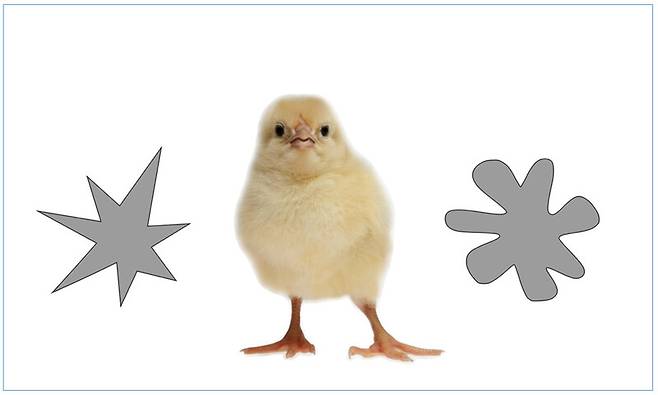 부드러운 소리인 ‘부바’(bouba)와 날카로운 소리인 ‘키키’(kiki)를 반복해 들을 때 각각 둥근 모양(오른쪽)과 뾰족한 모양을 자연스럽게 떠올리는 이른바 ‘부바-키키 효과’는 소리와 모양을 결합해 연상하는 교차 감각의 인지 능력을 의미한다. 부바-키키 효과가 초기 인류의 음성 언어를 발달시킨 인간 고유의 인지 능력이라는 주류 가설과 달리 병아리한테서도 나타난다는 새로운 실험 결과가 최근 보고됐다. 게티이미지뱅크와 위키백과의 이미지를 합성한 그림.