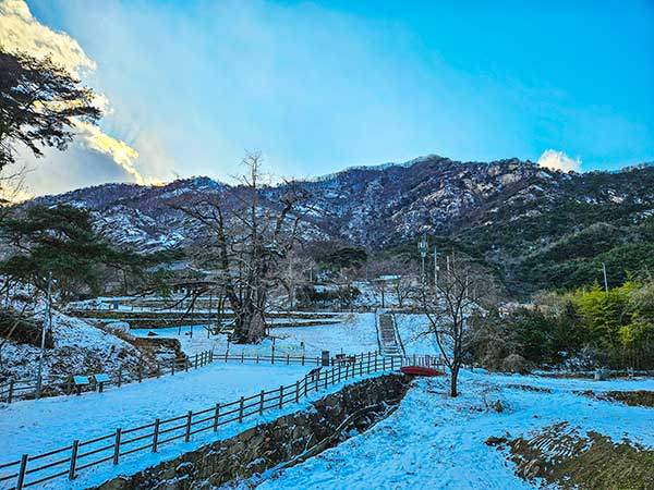 천태산 아래 자리한 영국사. 영국사하면 은행나무 한 그루가 가장 먼저 떠오른다. 나이가 1,000살 정도, 높이 31m, 가슴 높이 둘레 11m. 나라에 큰 어려움이 있을 때마다 소리를 내어 운다고 한다.