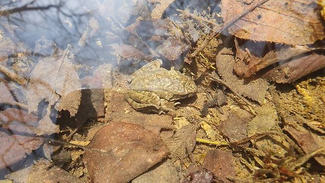 동면에서 깬 한국산개구리. (사진 이강운 대기자)/뉴스펭귄