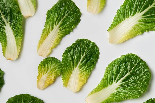 품질 높은 봄동일수록 속이 노랗고 밑동이 단단하다. 사진=게티이미지뱅크