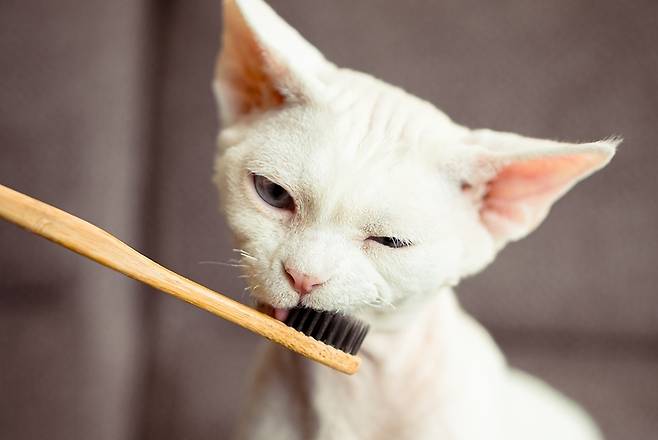 최근 덴탈 제품 등 '개·고양이 겸용' 제품 사용 후 고양이가 급성 중독 증상을 보였다는 사례가 알려지면서 에센셜 오일 등 허브·식물 추출물 성분에 대한 보호자들의 주의가 요구된다(클립아트코리아, 사진은 기사 내용과 무관함). ⓒ 뉴스1