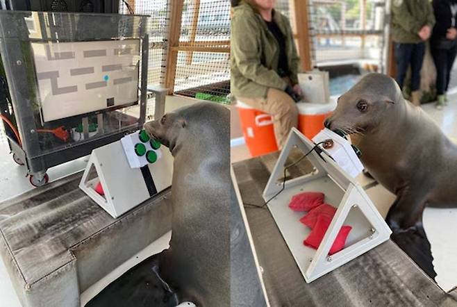 미로 게임하는 바다사자 / 미국 해군 홈페이지