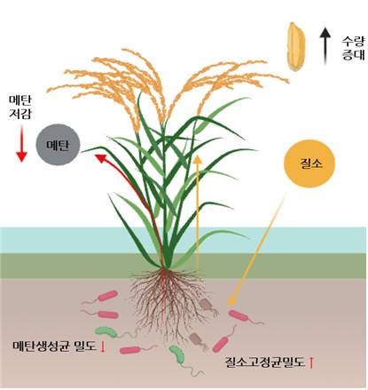 ‘감탄’ 벼는 뿌리 주변에 메탄을 만드는 ‘나쁜 균’의 밀도는 낮춘다. 반대로 공기 중 질소를 비료 성분으로 바꿔주는 ‘질소고정균’과 메탄을 잡아먹는 ‘메탄산화균’의 밀도는 높인다. [사진=생명연]