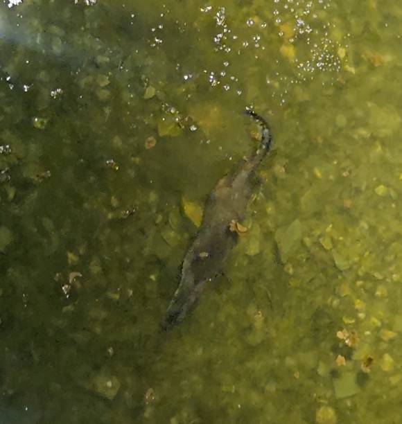 동진천서 포착된 수달 모습. [사진=괴산군]