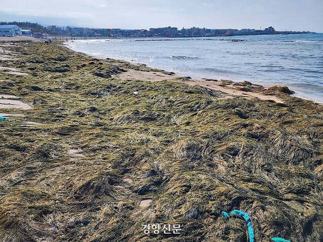 9일 오후 제주 이호 해수욕장에 쌓인 괭생이모자반. 박미라 기자