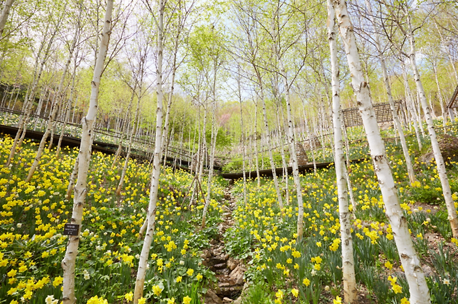노란 수선화와 2000여 그루의 하얀 자작나무가 어우러진 화담숲 / 사진 = 곤지암리조트