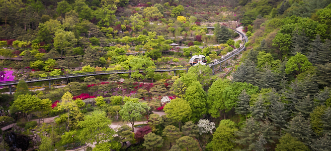 수선화, 히어리, 개나리 등의 봄꽃으로 가득한 화담숲 / 사진 = 곤지암리조트