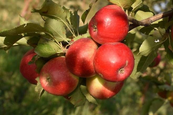 알마티 아포르트 사과 [타임스오브센트럴아시아 캡처. 재판매 및 DB 금지]