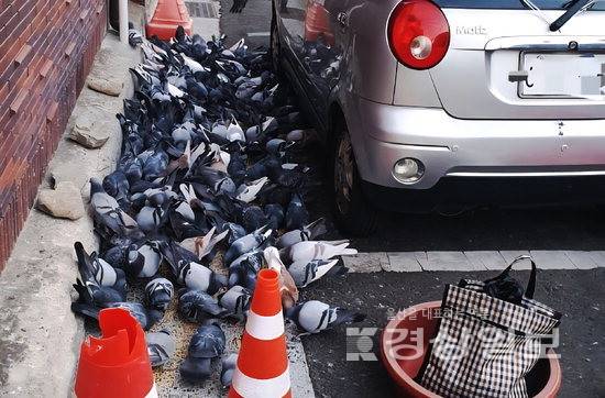 ▲ 울산 중구 태화시장 일대. 먹이를 주는 시민으로 비둘기떼가 시장 인근 도로에 몰려있다.