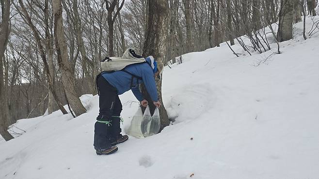 청정 섬, 울릉도 산 중턱 눈밭에서 우산고로쇠 수액을 채취하고 있다. /황진영 기자