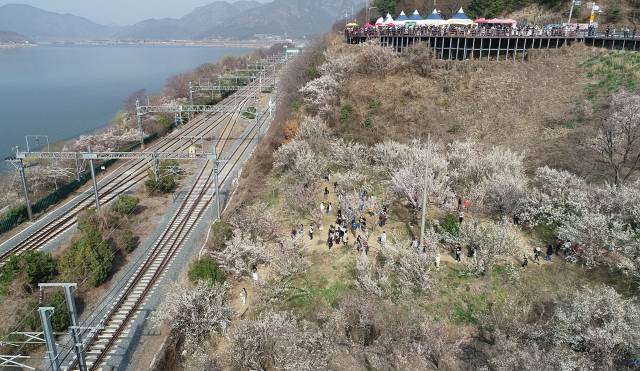 양산 원동 매화밭(지난해 사진)./양산시/