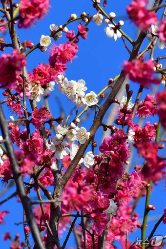 23일 오전 경북 포항시 남구 연일읍 도로변에 홍매화가 활짝 꽃망울을터뜨리고 있다. 2026.2.23 ⓒ 뉴스1 최창호 기자