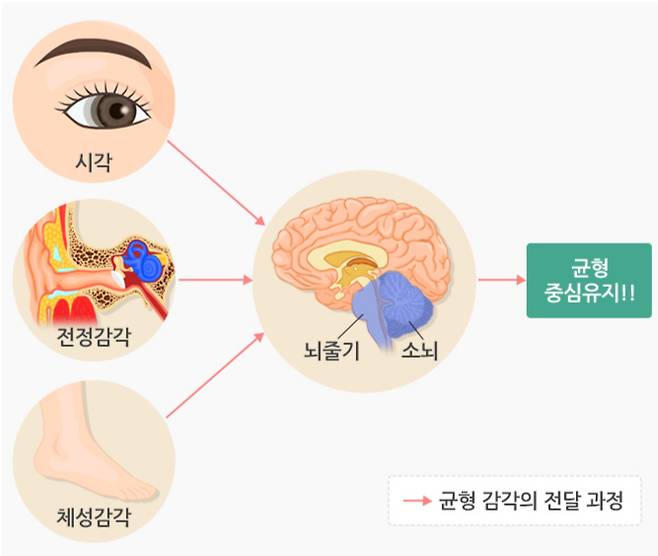 몸이 균형을 유지하기 위해 필요한 기관. /자료=국가건강정보포털