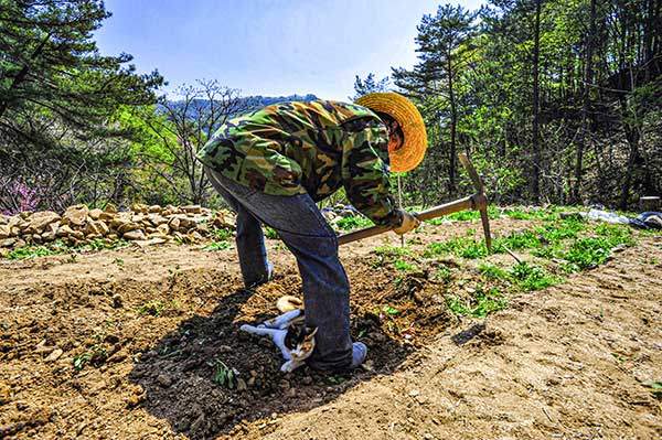 밭일을 하는 남편에게서 떨어지지 않는 고양이 나비.