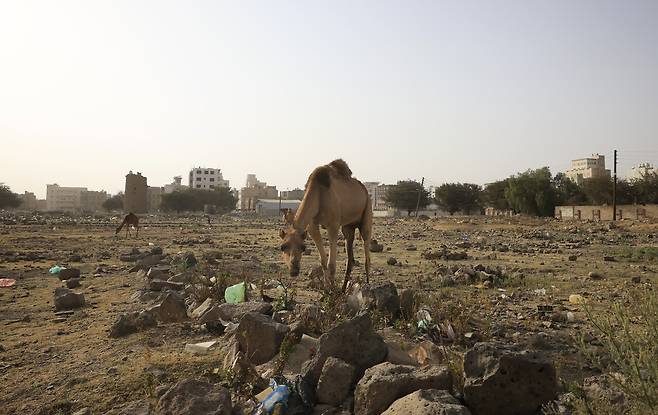 1월22일 예멘 수도 사나에서 가뭄으로 인해 낙타가 목초지를 찾아다니고 있다. ⓒEPA