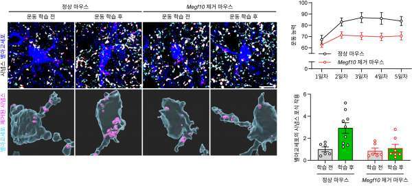 기초과학연구원이 생쥐의 반복적 운동 학습 과정을 추적해 뇌 속 시냅스 변화를 관찰했다