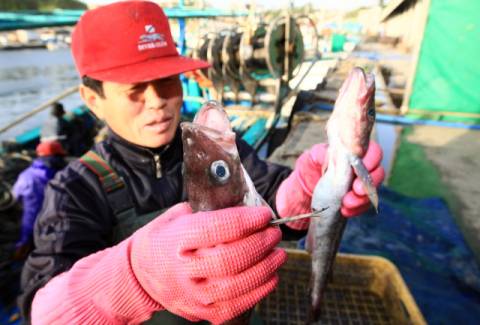2011년에는 동해안에서 자취를 감췄던 명태가 적은 양이지만 일부 잡혀 눈길을 끌었다. 연합뉴스