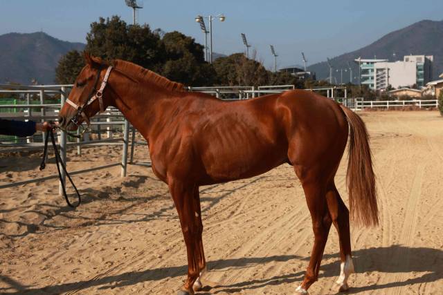 헤이브라더./한국마사회/