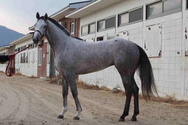 클리어리위너./한국마사회/